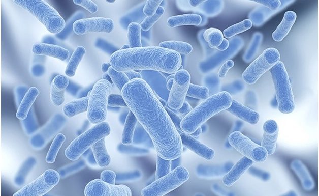 What You Need to Know About Probiotics