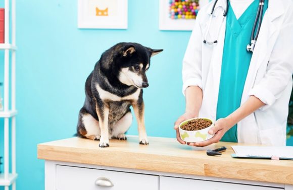 Specialized diet plan for pets with diabetes