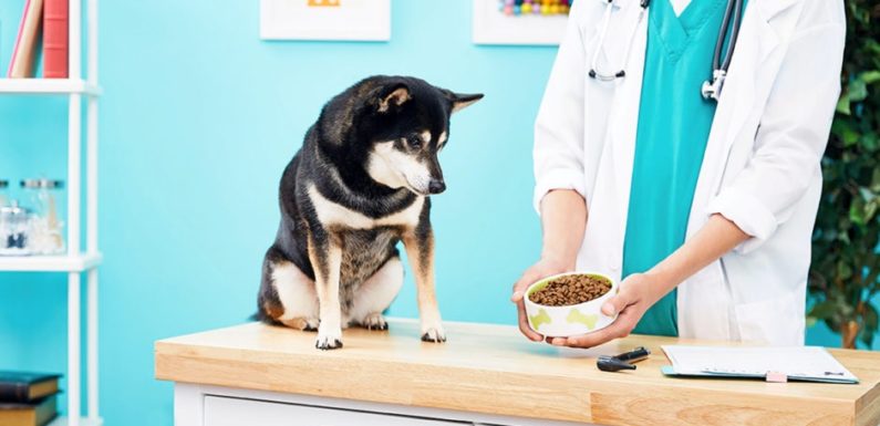 Specialized diet plan for pets with diabetes