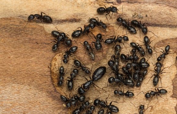 What you do not know about ants