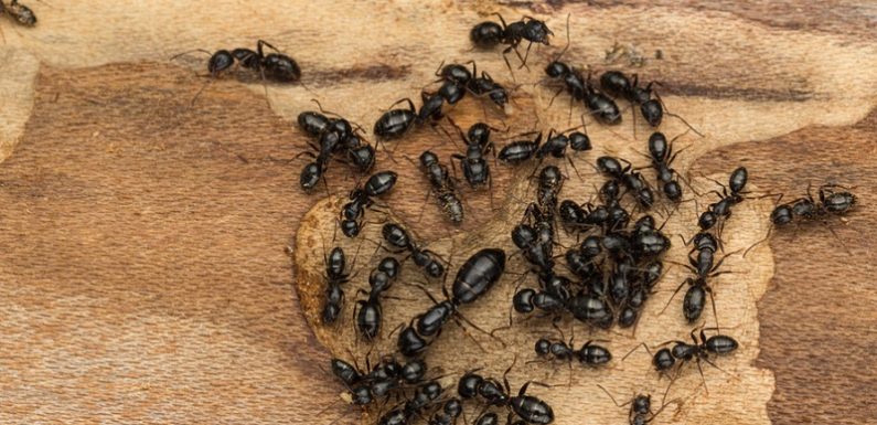 What you do not know about ants