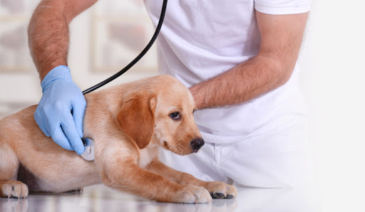 What is the need of Affordable Vet services in the Bangalore?