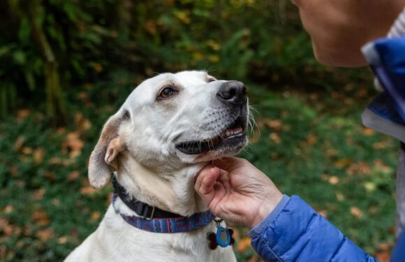 Joint Health Innovations: Collagen, Omega-3s & New Functional Blends