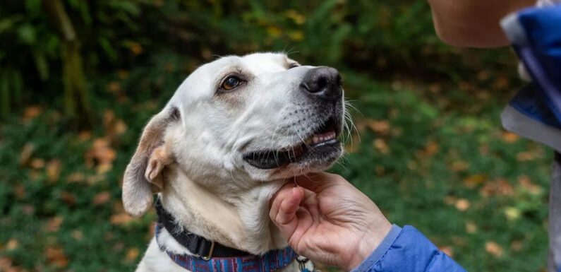 Joint Health Innovations: Collagen, Omega-3s & New Functional Blends