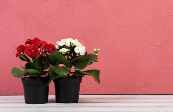 Why Plants Are Becoming the Smart Safety Net for Valentine Flowers in Singapore